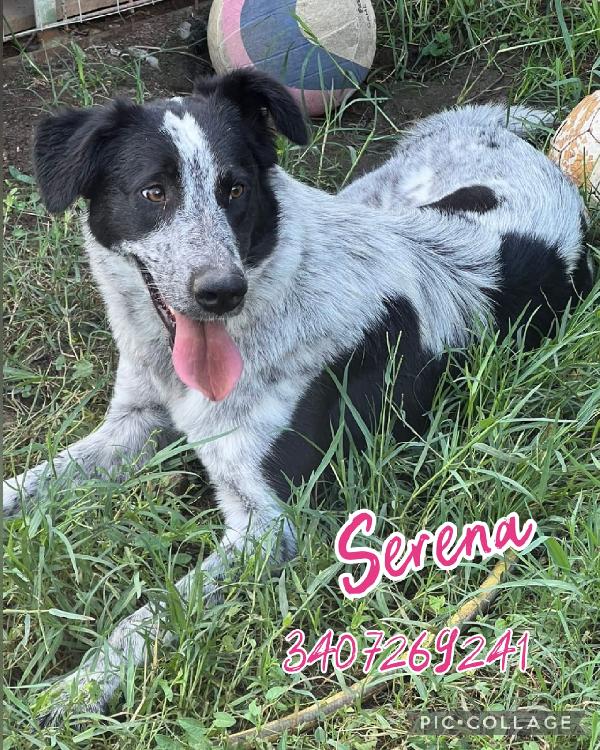 Serena Ha Il Sogno Di Essere Con Te