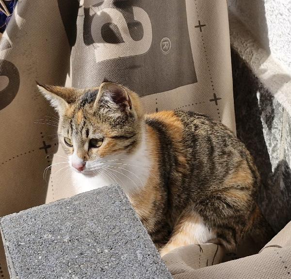 Micina 1mese e 1/2 e tricolore tigrata 3mesi VOGHERA Foto 2