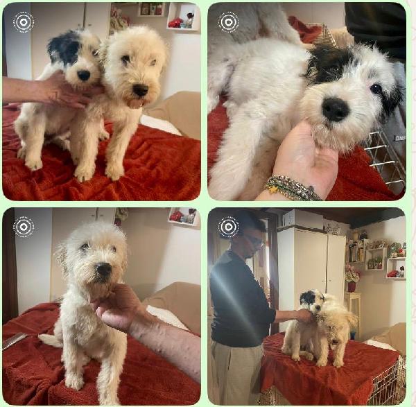 Eros E Fiocco Splendidi Cuccioli Mix Lagotto/Barboncino