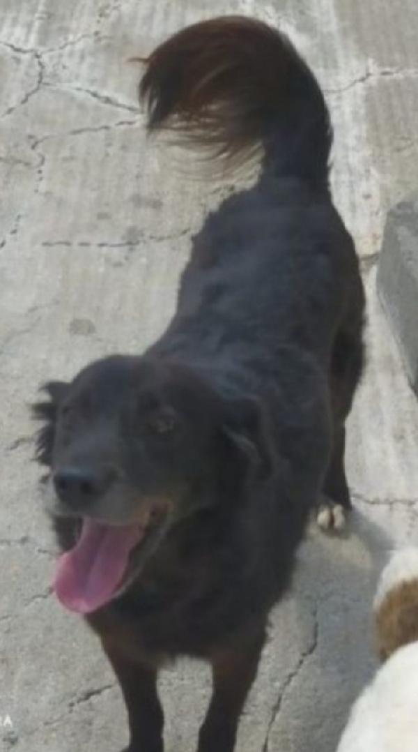Nero Adulto Portato In Canile Dai Padroni! Calabria 