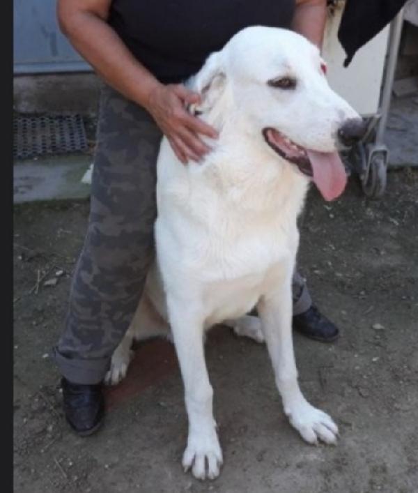 Darcy Mix Labrador Condannato In Canile 
