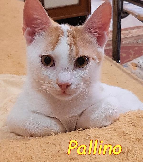 Puffino micino bianco/rosso bellissimo  Foto 2