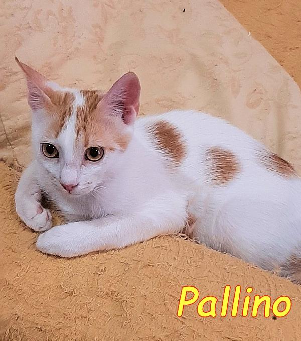 Puffino micino bianco/rosso bellissimo  Foto 3