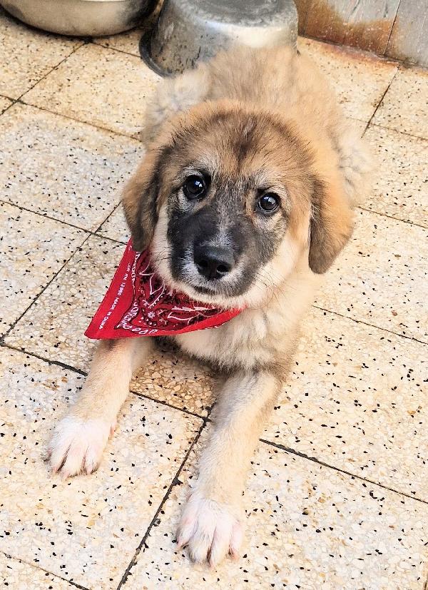 ALAN,IN ADOZIONE DAL CANILE!ADOTTABILE IN TUTTA ITALIA! Foto 4