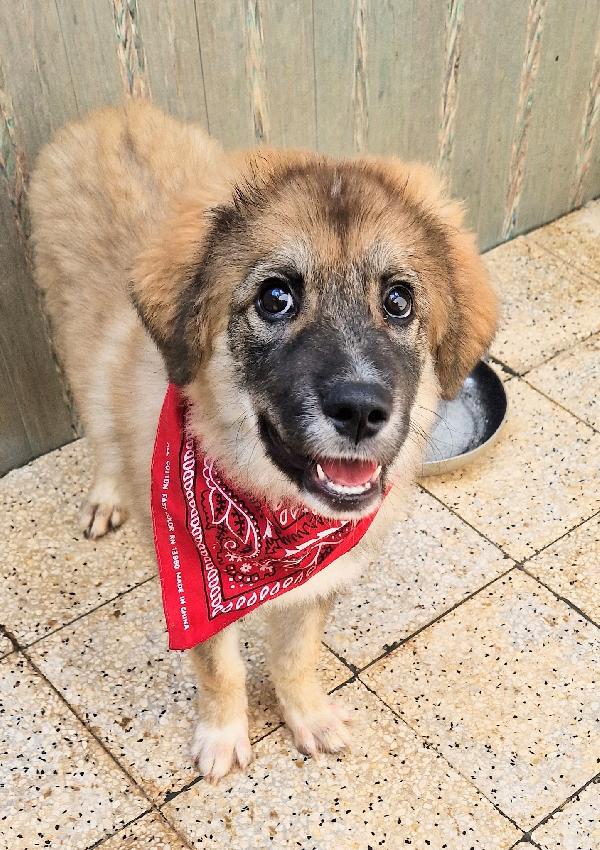 ALAN,IN ADOZIONE DAL CANILE!ADOTTABILE IN TUTTA ITALIA! Foto 5