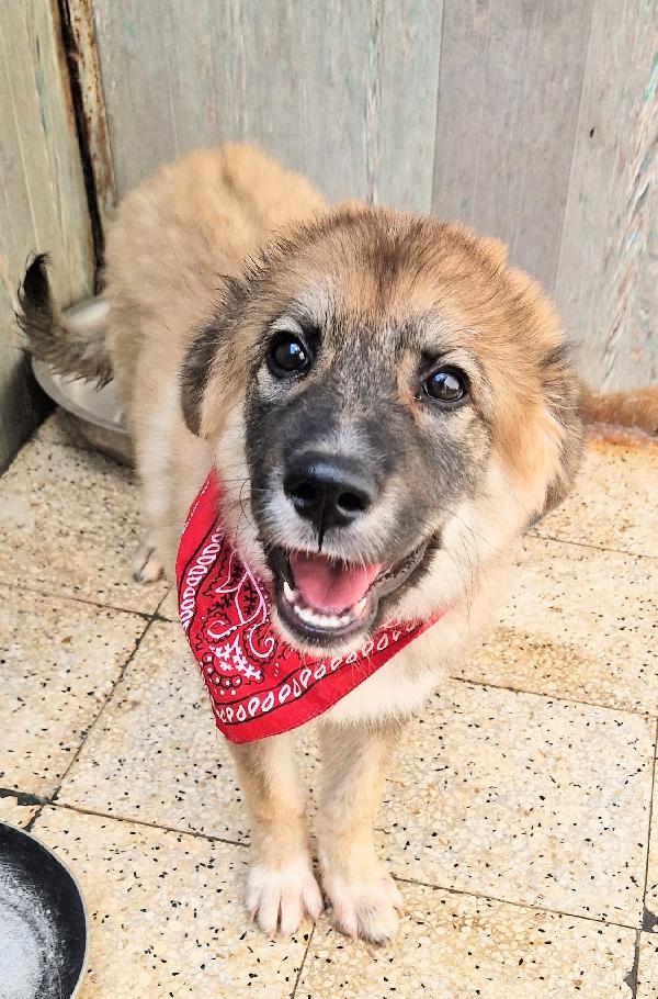 ALAN,IN ADOZIONE DAL CANILE!ADOTTABILE IN TUTTA ITALIA! Foto 6