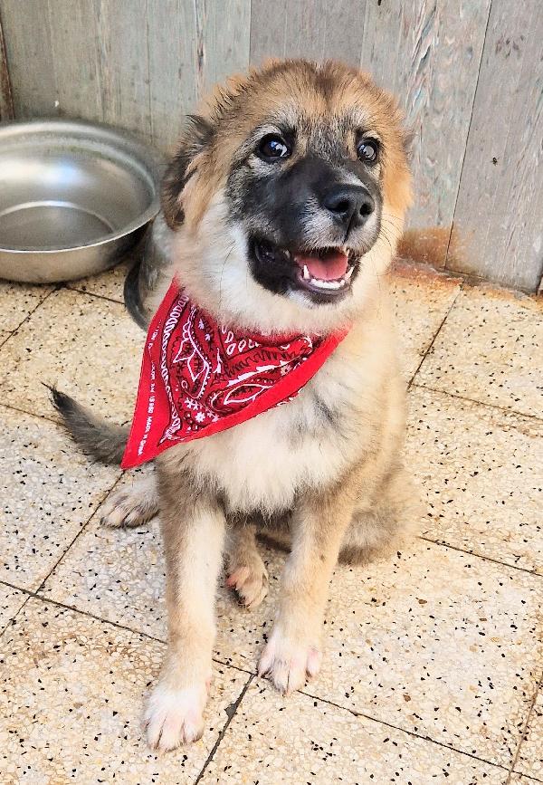 ALAN,IN ADOZIONE DAL CANILE!ADOTTABILE IN TUTTA ITALIA! Foto 7