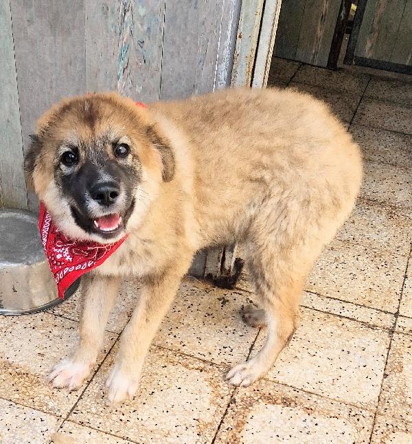 ALAN,IN ADOZIONE DAL CANILE!ADOTTABILE IN TUTTA ITALIA! Foto 8