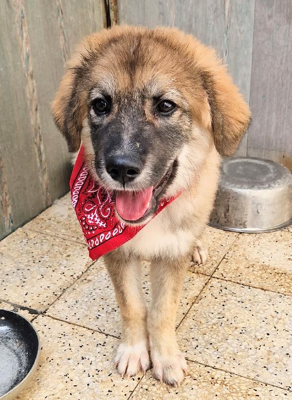 ALAN,IN ADOZIONE DAL CANILE!ADOTTABILE IN TUTTA ITALIA! Foto 9