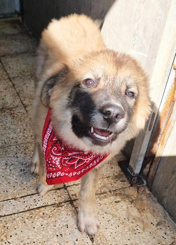 ALAN,IN ADOZIONE DAL CANILE!ADOTTABILE IN TUTTA ITALIA! Foto 10