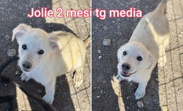 Cucciolini Da Adottare 