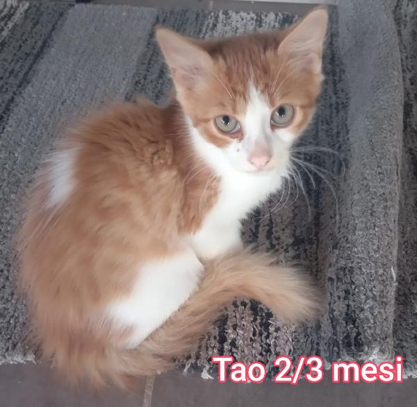 Micini Da Salvare! 