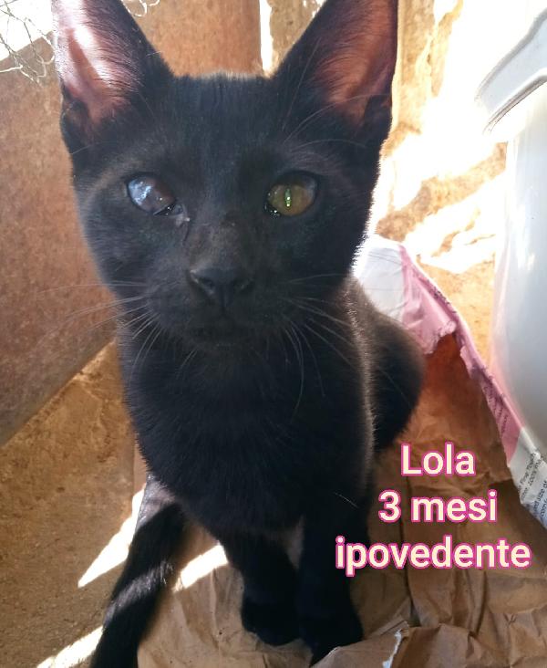 MICINI DA SALVARE!  Foto 2