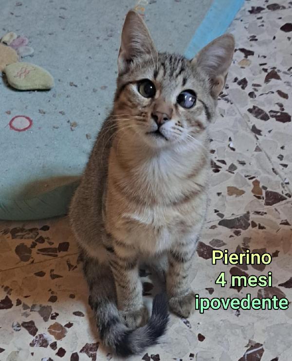 MICINI DA SALVARE!  Foto 3