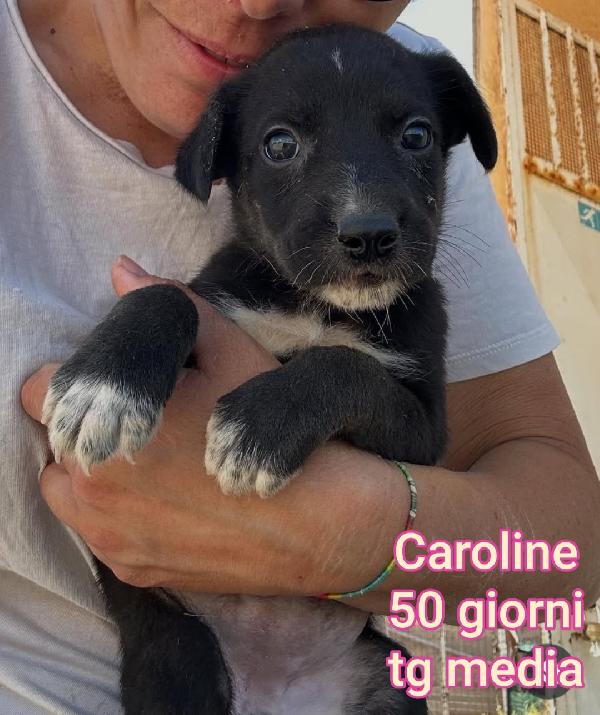 Cuccioli Da Salvare!