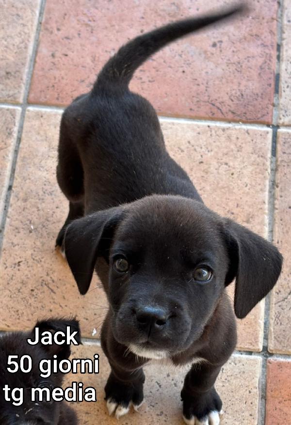Cuccioli da salvare! Foto 7
