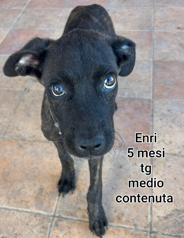 Cuccioli da salvare! Foto 10