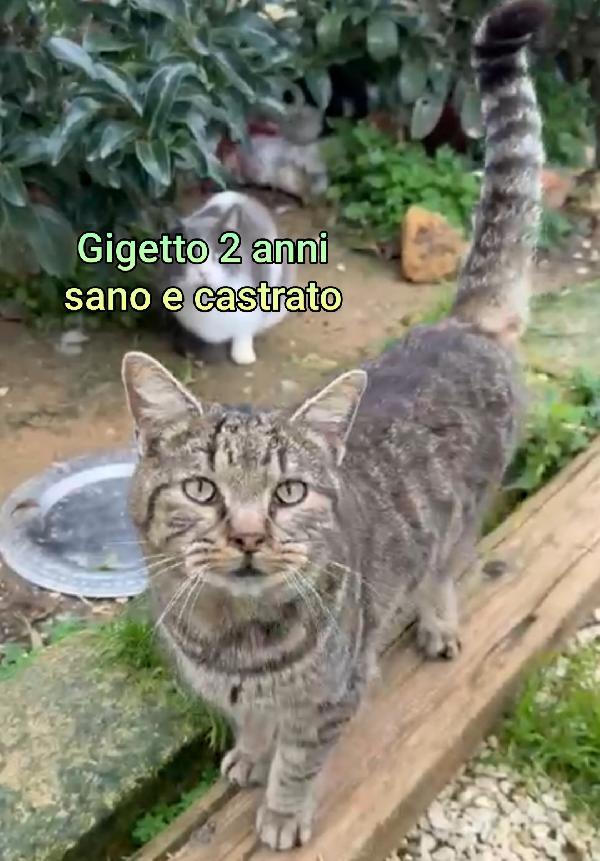 ADOTTATE UN MICETTO Foto 9