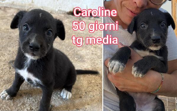 Cercasi Adozioni Per Questi Cuccioli 