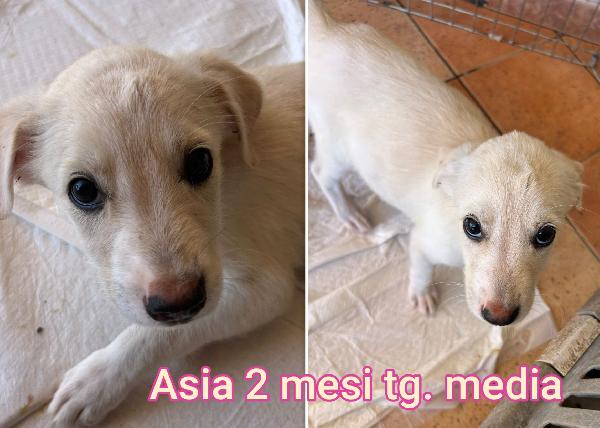 CERCASI ADOZIONI PER QUESTI CUCCIOLI  Foto 3