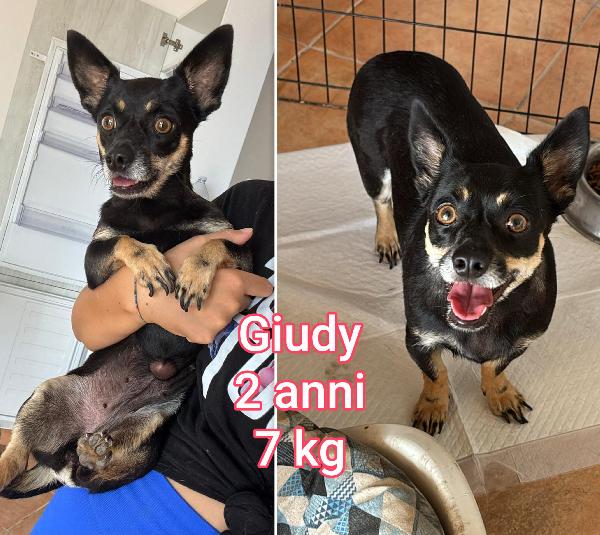 PICCOLI CAGNOLINI BISOGNOSI  Foto 4