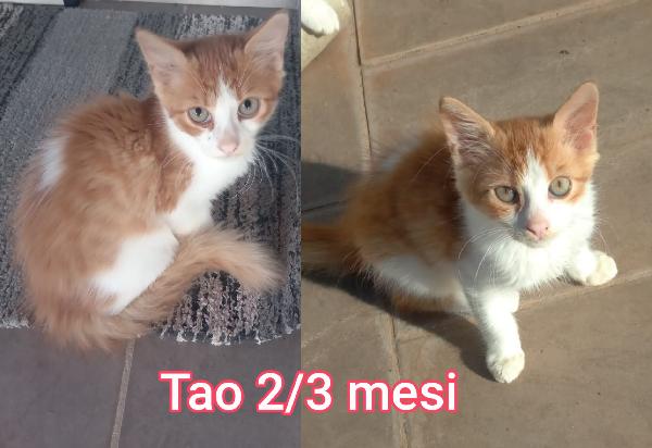 S.O.S. ADOZIONI GATTINI Foto 2