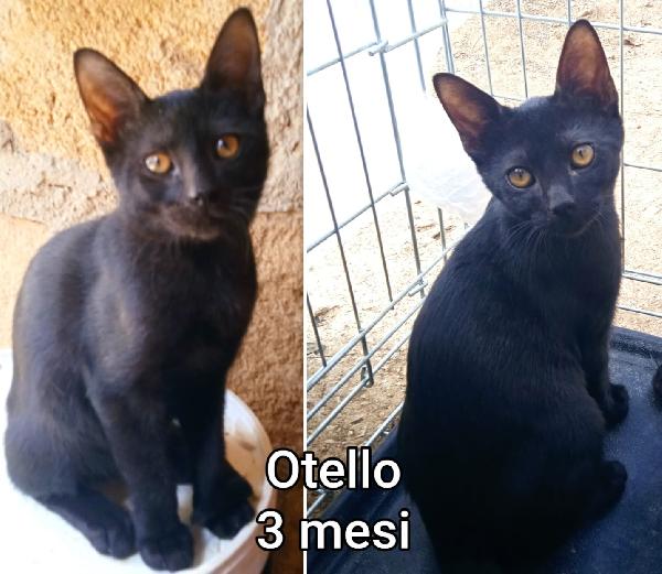 S.O.S. ADOZIONI GATTINI Foto 3