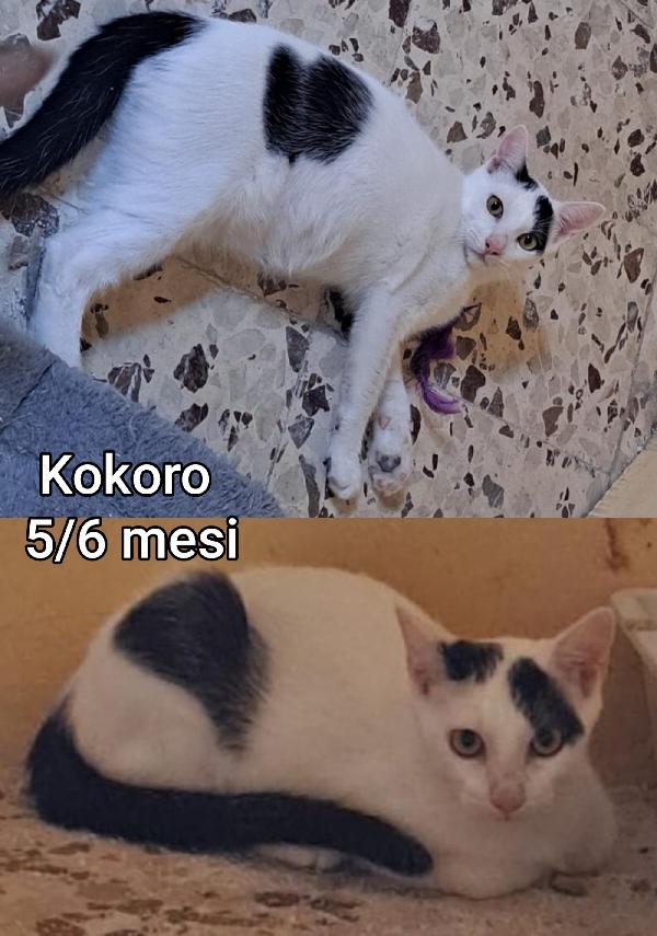 S.O.S. ADOZIONI GATTINI Foto 6