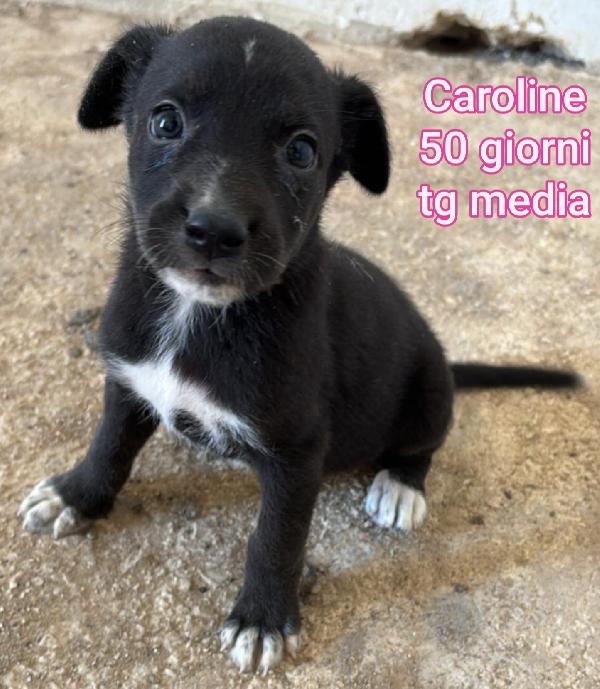 Aiutate Questi Cuccioli! 2 Mesi