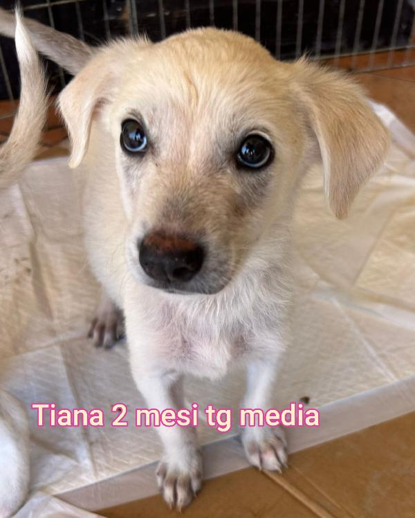 Aiutate questi cuccioli! 2 mesi Foto 3