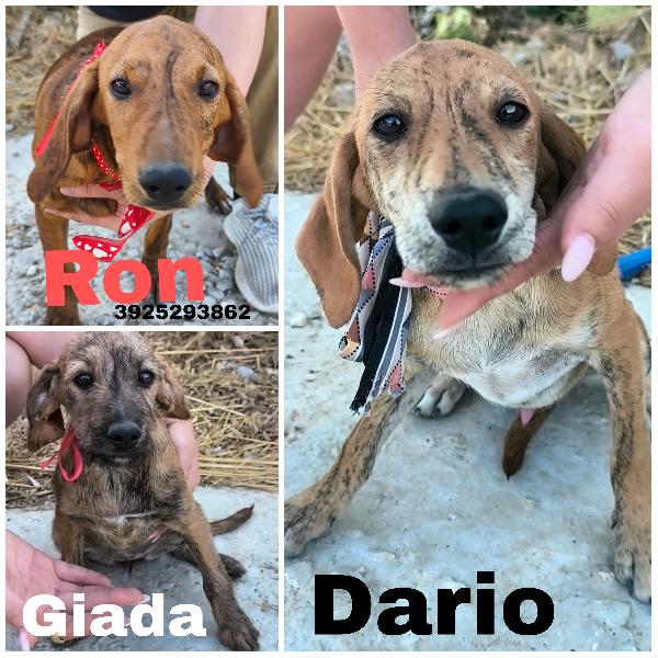 Dolcissimi Cucciolotti In Adozione Cercano Casa