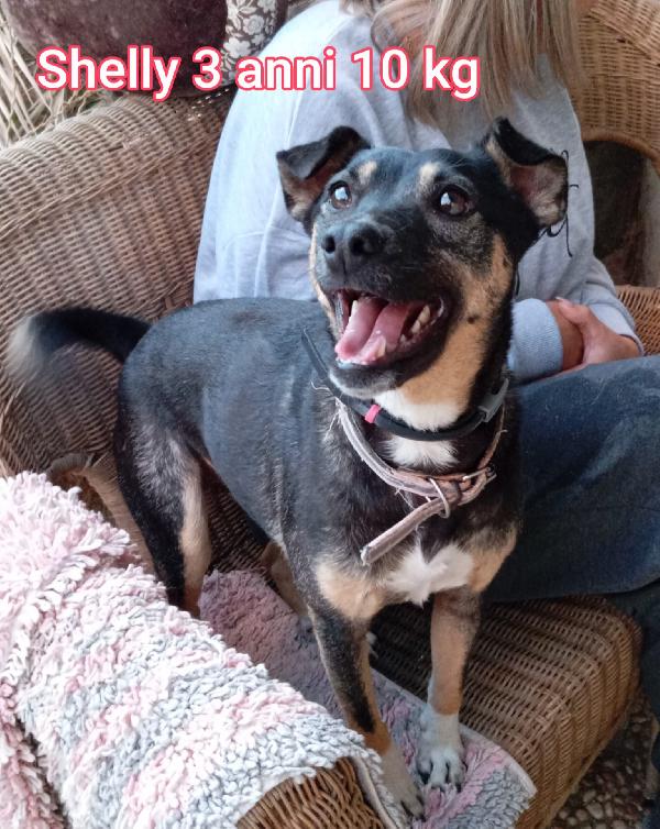 Cani piccoli e contenuti! Foto 9