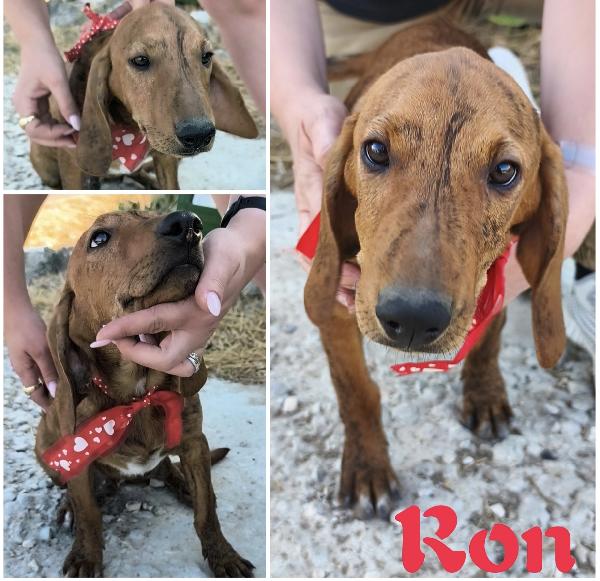 Ron Un Dolce Cucciolino In Adozione 