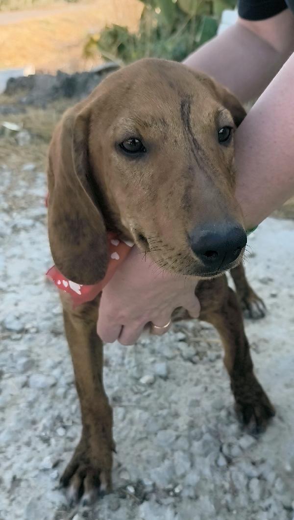Ron un dolce cucciolino in adozione  Foto 3