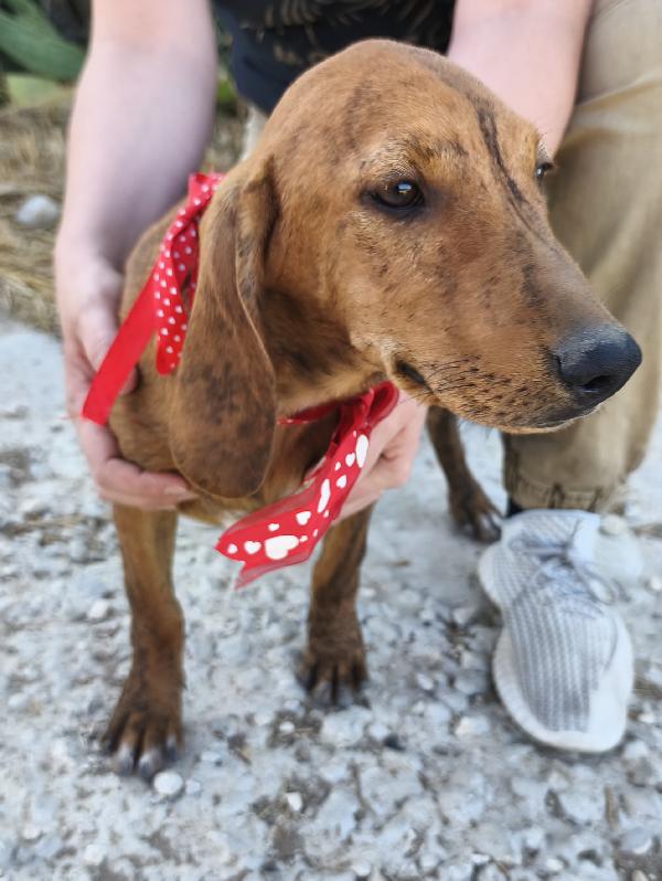 Ron un dolce cucciolino in adozione  Foto 4