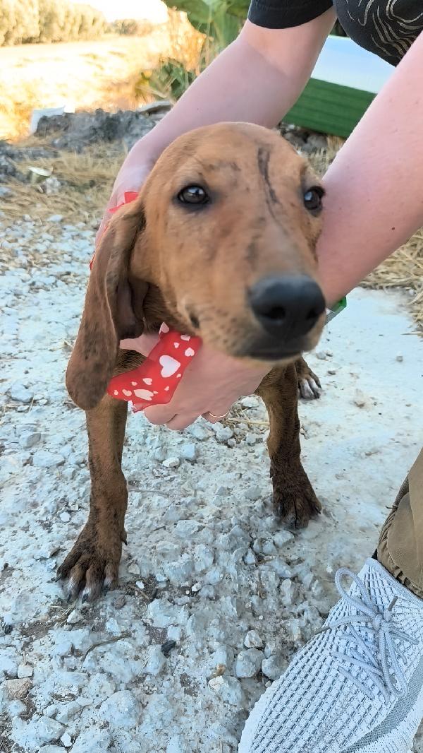 Ron un dolce cucciolino in adozione  Foto 6