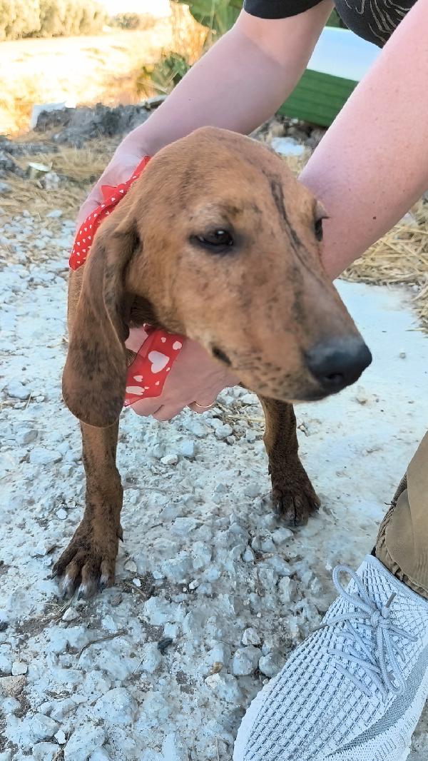 Ron un dolce cucciolino in adozione  Foto 8