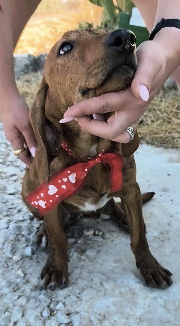 Ron un dolce cucciolino in adozione  Foto 9