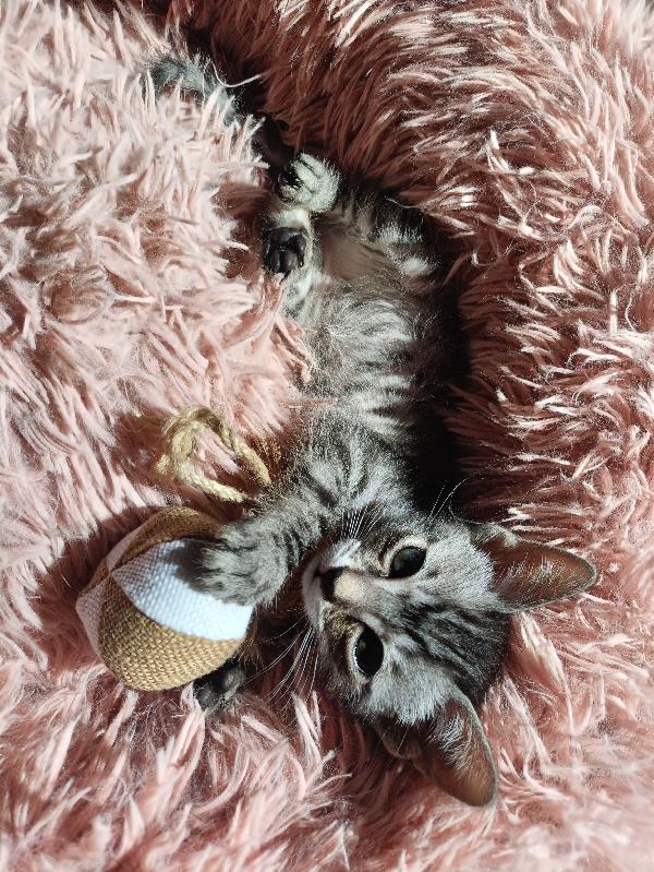 Hana E Yuki Un Antidepressivo Naturale 