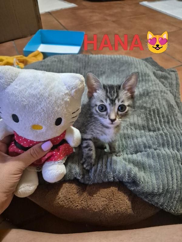 Hana e Yuki un antidepressivo naturale  Foto 2