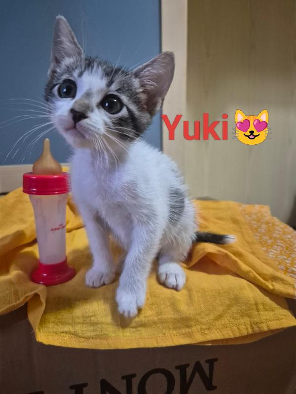 Hana e Yuki un antidepressivo naturale  Foto 3