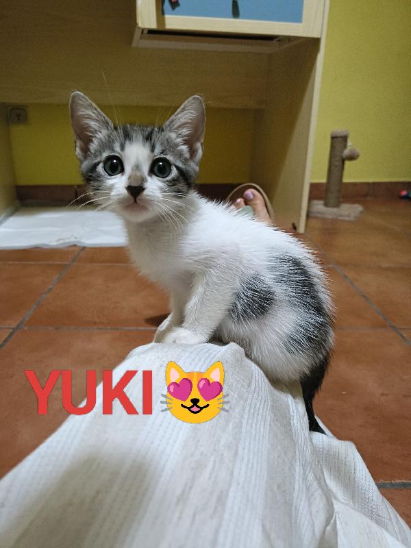 Hana e Yuki un antidepressivo naturale  Foto 4