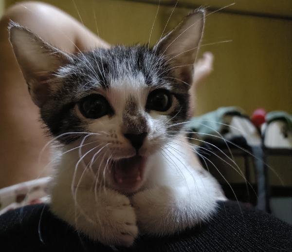 Hana e Yuki un antidepressivo naturale  Foto 5