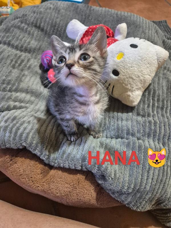 Hana e Yuki un antidepressivo naturale  Foto 6