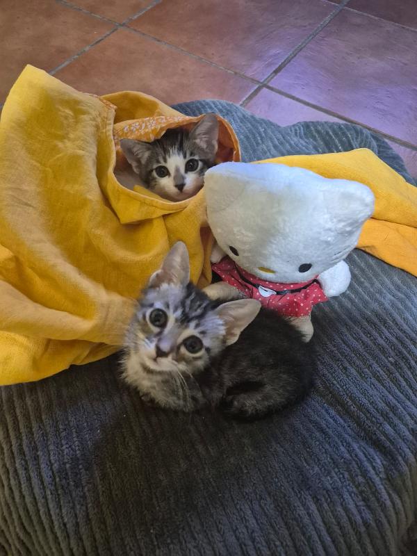 Hana e Yuki un antidepressivo naturale  Foto 7