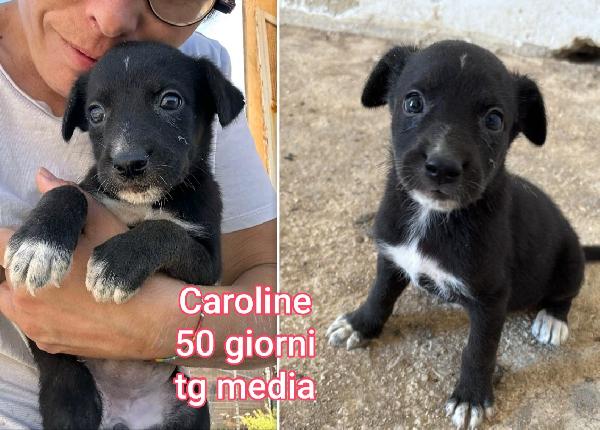 TENERI CUCCIOLINI ABBANDONATI  Foto 7