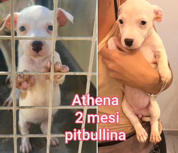TENERI CUCCIOLINI ABBANDONATI  Foto 8