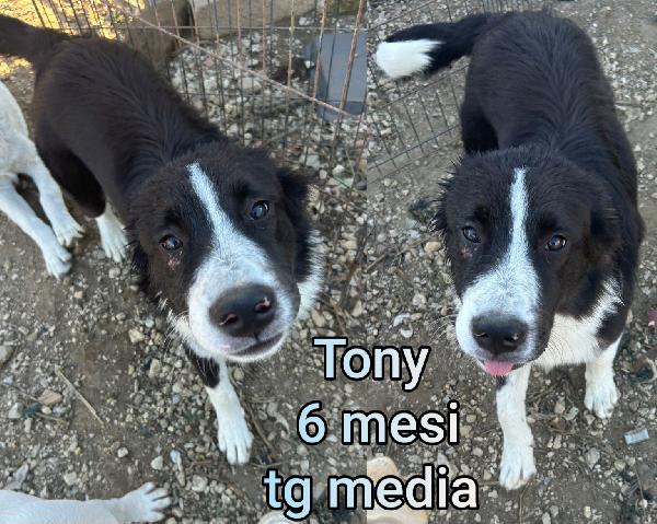 TENERI CUCCIOLINI ABBANDONATI  Foto 10
