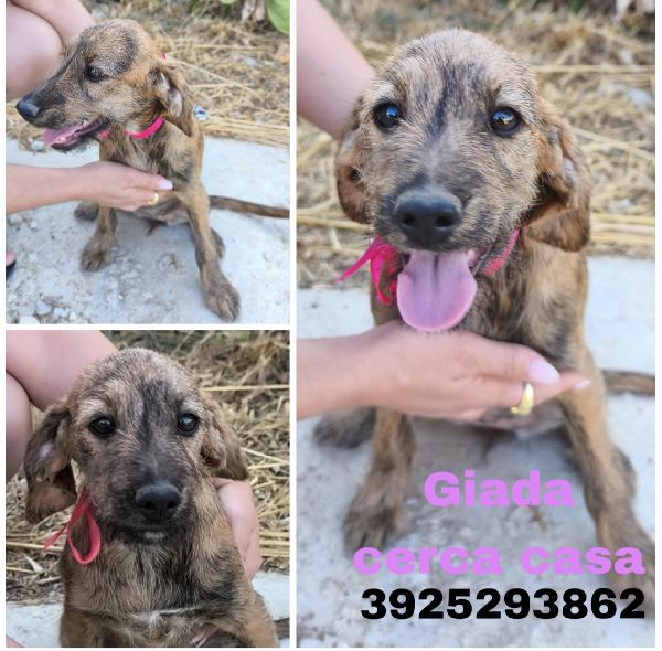 Bellissimi Cagnolini In Adozione 