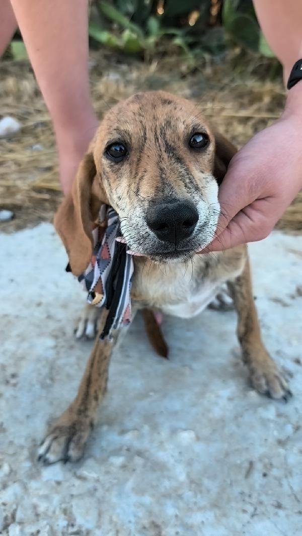 Bellissimi cagnolini in adozione  Foto 5